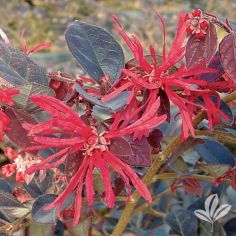 Loropetalum, Ever Red