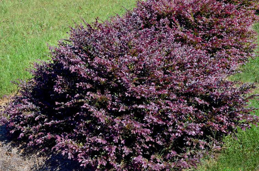 Loropetalum, Purple Daydream