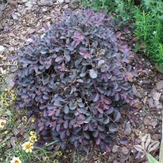 Loropetalum, Purple Diamond