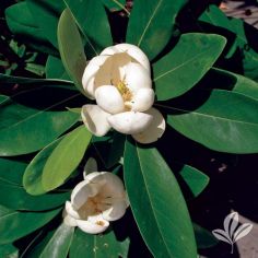 Magnolia, Sweetbay 'Australis'
